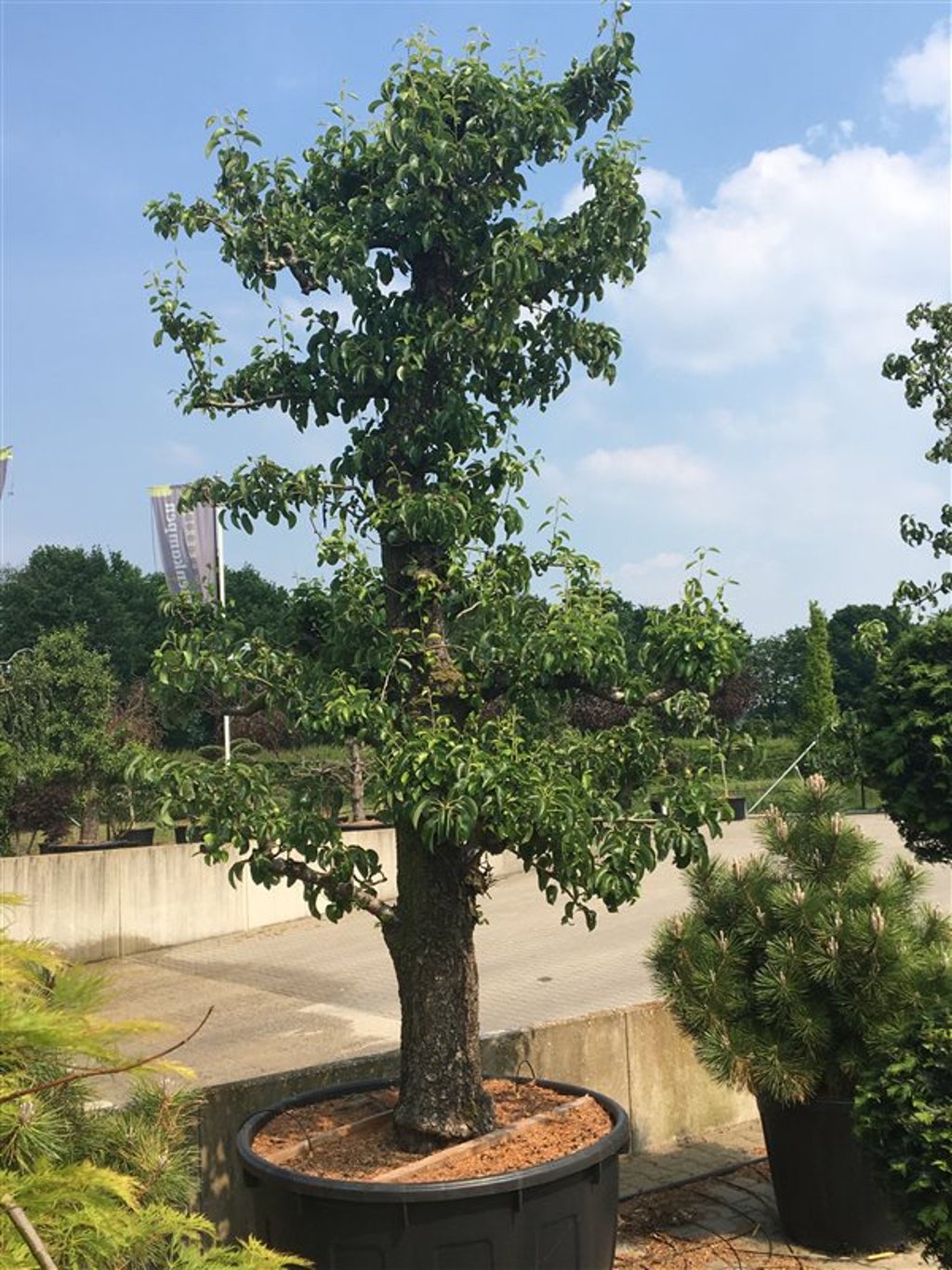 Päron – Pyrus communis 'Conference' - C500 Zeer oudestam